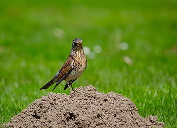 bird, feathers, redwing, fieldfare, animal, wildlife, plumage, ornithology, thrush, nature