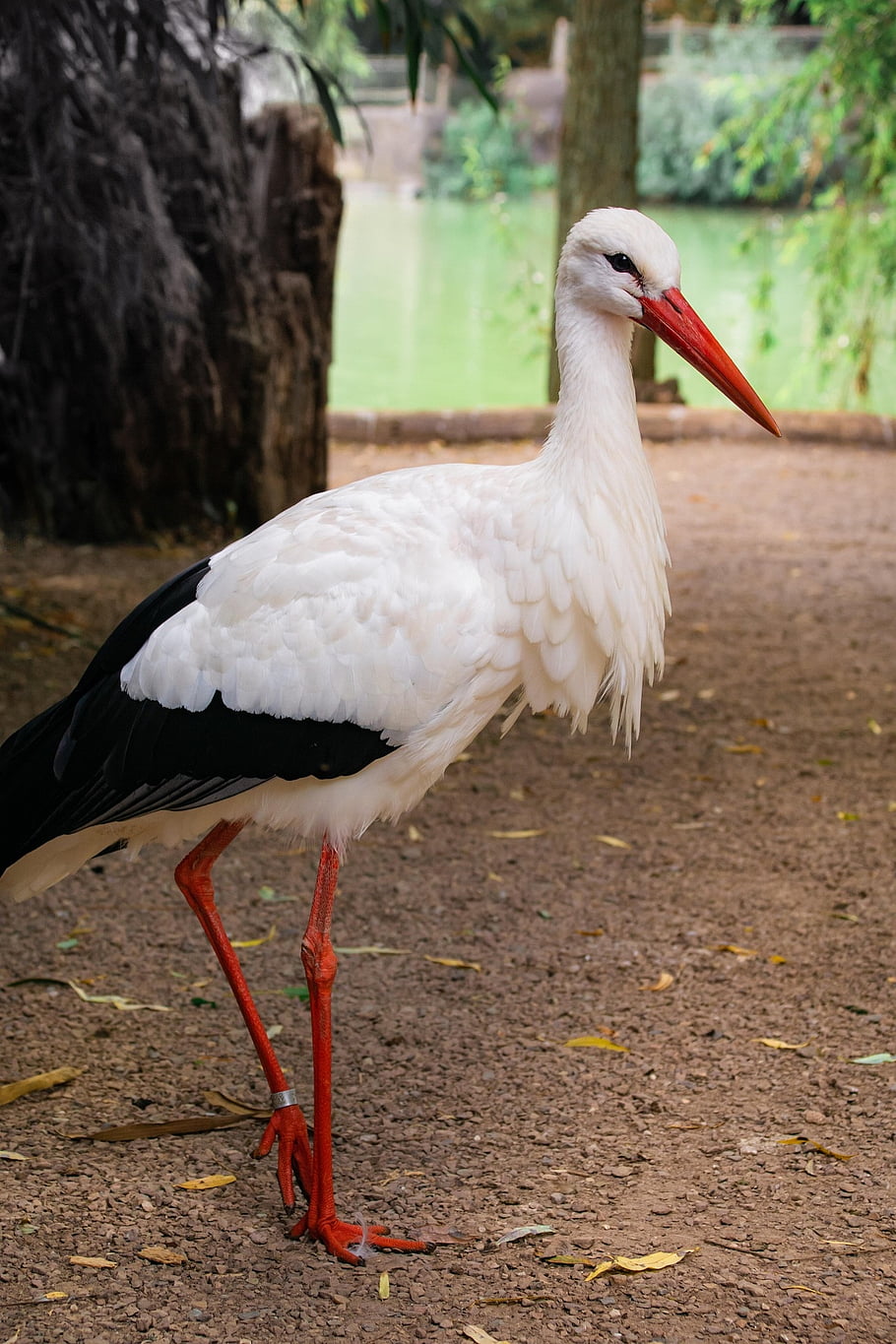 stork, bird, large, birth, animal, feather, beak, wing, storks, plumage, birds