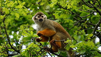 squirrel monkey, tree, vibrant, green leaves, perched, wildlife, nature, animal, branch, outdoors, foliage