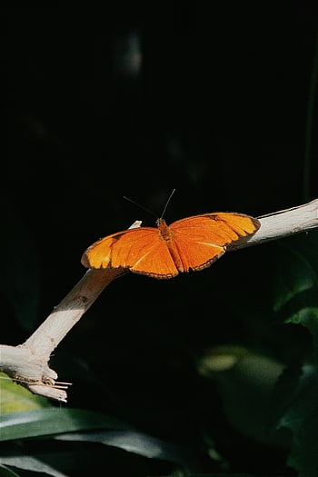 πορτοκαλί πεταλούδα, julia πεταλούδα, dryas iulia, φωτεινό πορτοκαλί, ανάπαυσης, κλαδί, πλούσιο πράσινο, μικρή πεταλούδα, φύση, άγρια ​​ζωή, έντομο