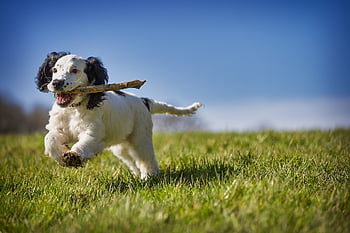 fetch, stick, puppy, dog, action, animal, playing, canine, fun, retrieve, playful