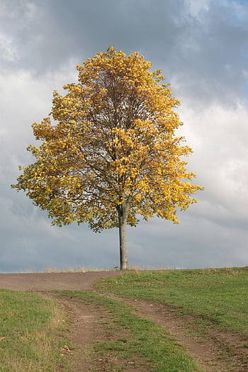 Baum, Herbst, luonto, bunt