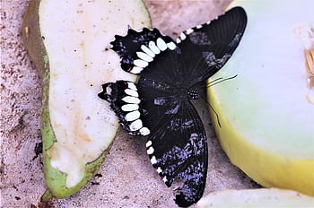 papillon, insecte, fermer, macro, insecte de vol, la nature, aile, animal, belle, faune, mormon commun