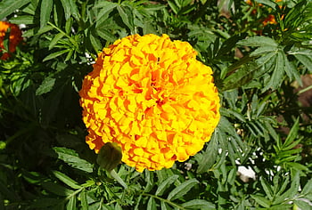 blomst, morgenfrue, tagetes erecta, årligt, Asteraceae, flora, gul, blomst tapet, havearbejde, blomstre, natur
