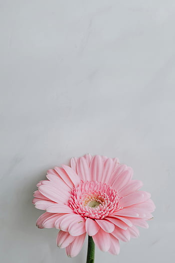 pink gerbera, marble tabletop, studio photography, floral themes, minimalistic themes, elegant flowers, soft gray background, blooming gerbera, delicate flowers, pink daisy, studio setup