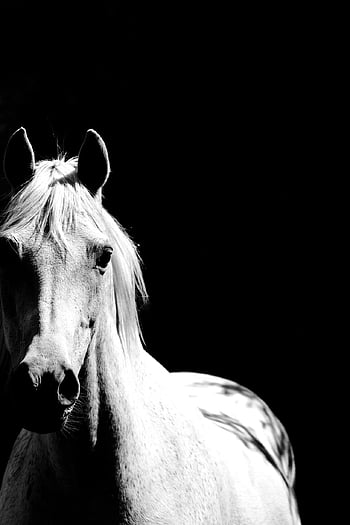cavallo, pony, animale, pony australiano, cavallo bianco, mammifero, equino, capo, ritratto, natura, bianco e nero