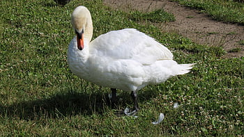 cigno, animale, natura, rostock, piuma, erba, acqua, Riva del fiume, blu, bianca, contrasto