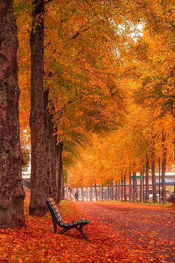 autunno, panchina, parco, alberi, alberato, foglie cadute, le foglie, fogliame, foglie d'autunno, fogliame autunnale, colori autunnali