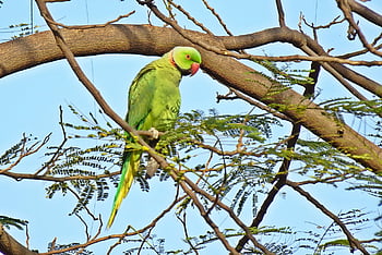 pták, andulka, zelená, tropický, Papoušek, fauna, růže-kroužil papoušek, psittacula krameri, prsten-hrdlem papoušek, rajasthan, Indie