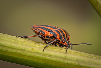 beetle, striped, crawl, insect, antenna, bug, entomology, nature, animal, grass, creature
