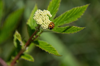 ladybug, flowers, pollination, coccinellidae, beautiful Flowers, beetle, insect, flower Background, spotted Beetle, close Up, nature