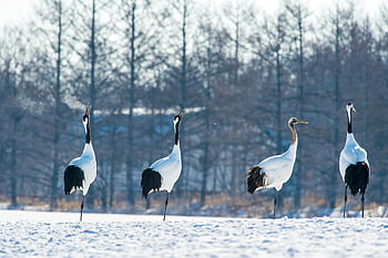 Red-crowned cranes, snowy landscape, Hokkaido Japan, winter scene, crane birds, snow covered ground, elegant birds, white and black cranes, winter wildlife, natural beauty, winter scenery