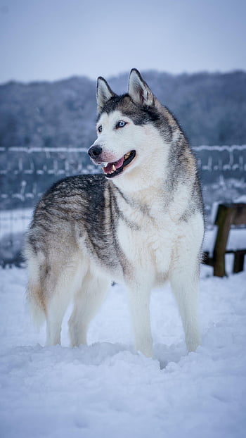 zimní, sibiřský husky, chraplavý, zvíře, sníh, Pes, domácí zvíře, Příroda, venku, Bleueyes, oko