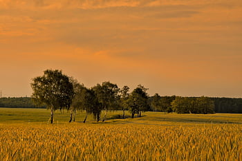 pšeničné pole, obilné pole, avenue, stromy, venkovský, krajina, večerní atmosféru, soumrak, západ slunce, idyla, Příroda