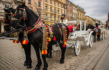 carrozze trainate da cavalli, Città Vecchia di Cracovia, giro turistico, esplorazione dei viaggi, Cracovia storica, carrozze eleganti, Turismo a Cracovia, visite turistiche in carrozza trainata da cavalli, Attrazioni di Cracovia, Carrozze di Cracovia, Visita turistica di Cracovia