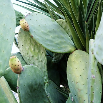 pichlavý hruškový kaktus, zelené podložky, Cactus hroty, Podrobný pohled, zelený kaktus, kaktusové fotografie, kaktusové podložky, ovoce kaktusu, kaktus rostlin, Kaktus detail, Kaktusová textura