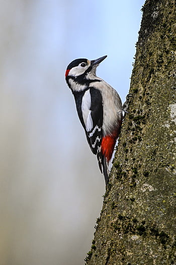 great Spotted Woodpecker, woodpecker, bird, animal, feathers, plumage, wildlife, nature, beak, tree, ornithology