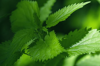 nettle, leaves, burning Hair, pink, plant, growth, dark Green, weed, urtica, stinging Nettle Plant, urticaceae