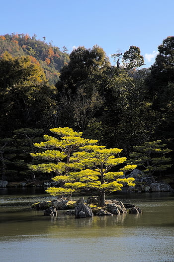 fall, nature, pond, light, sun