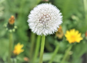 sonchus Oleraceus, dandelion, nuns, plant, meadow, nature, the Delicacy, spring