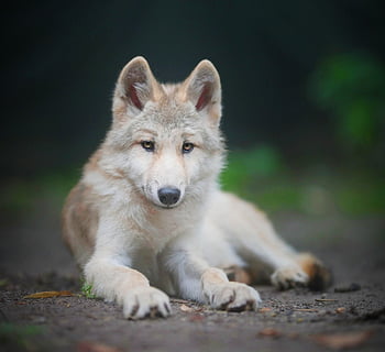 wolf, wolfdog, animal, arctic Wolf, wildlife, mammal, predator, wild, canine, white Fur, yellow Eyes
