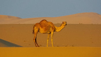 camel, sandy dune, desert, clear blue sky, lone camel, peaceful, endless desert sands, attentive camel, desert landscape, sand dunes, wildlife photography