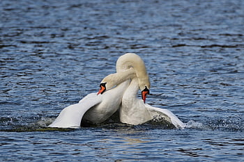 mute Swans, balz, swans, lake, water Bird, winter, nature