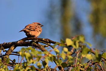 Vrabec, sperling, pták, Ptáček, peří, Příroda, zobák, křoví, zvíře