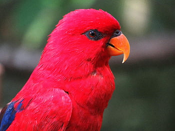 red parrot, selective focus, vibrant red, orange beak, lush plumage, close-up, outdoors, bird photography, nature photography, wildlife photography, parrot portrait