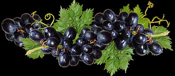 grapes, black, fruit, food, healthy, diet, vine, garden, nature, cut Out, isolated