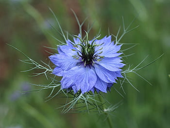 dragoste-in-a-ceață, floare, o doamnă zdrențuită, floare tapet, floare albastră, petale, petale albastre, a inflori, flori frumoase, inflori, nigella damascena