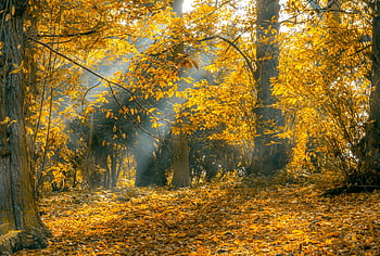 autumn forest, golden leaves, sunlight filtering, trees, serene scene, crepuscular lights, autumn leaves, forest scene, sunlight through trees, autumn sunlight, forest path