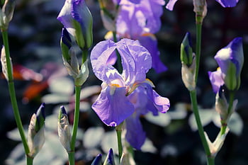 meč lilie, duhovka, květ, květinové pozadí, nachový, fialový, iris květina, iridaceae, jarní květy, zblízka, modrý