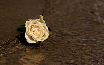 white rose, flower on shore, close-up, water drops, rippling sand, beach, nature, floral, outdoor, beauty, petals