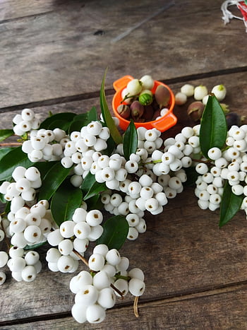 snowberry, καρπός, συγκομιδή, λευκά φρούτα, φύση, οργανικός, υγιής, βιταμίνες, λευκό, πράσινος, φρέσκο
