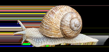 hlemýžď, shell, zpomalit, plazit se, zvíře, sliz, země šnek, bydlení, zblízka, Příroda, bezobratlý