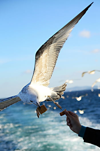 seagull, wildlife interaction, mid-air, ocean, snack, bird, wildlife, nature, feeding, sea, flight
