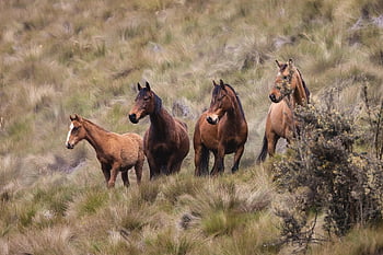 binatang, kuda, mamalia, jenis, fauna, margasatwa, alam