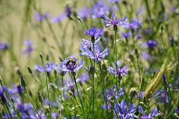 maismel, blomster, anlegg, felt, blå blomster, Urter, Bie, insekt, pollinering, dyreliv, natur
