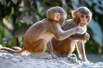 monkeys, primates, mammals, apes, animals, wildlife, species, fauna, wild, babies, nature