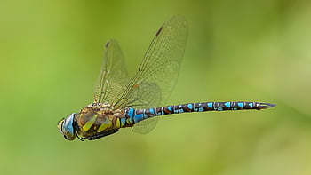 migrant Hawker, dragonfly, insect, wings, aeshna Mixta, aeshna, damselfly, wildlife, nature, macro, animal