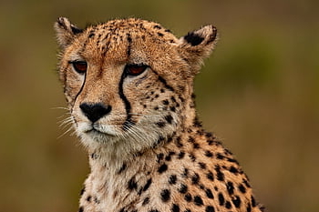 ghepardo, natura, animale, safari, Ghepardo sudafricano, mammifero, grande gatto, animale selvaggio, predatore, fauna, natura selvaggia