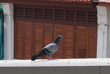 pigeon, city Pigeon, bird, dove, columbidae, poultry, animal, feather, standing, nature