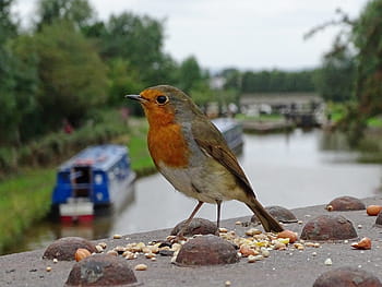 Erithacus rubecula, Robin, railway bridge, Trent Mersey canal, Wheelock, Sandbach, Cheshire, bokeh, dof, wildlife, iron bridge
