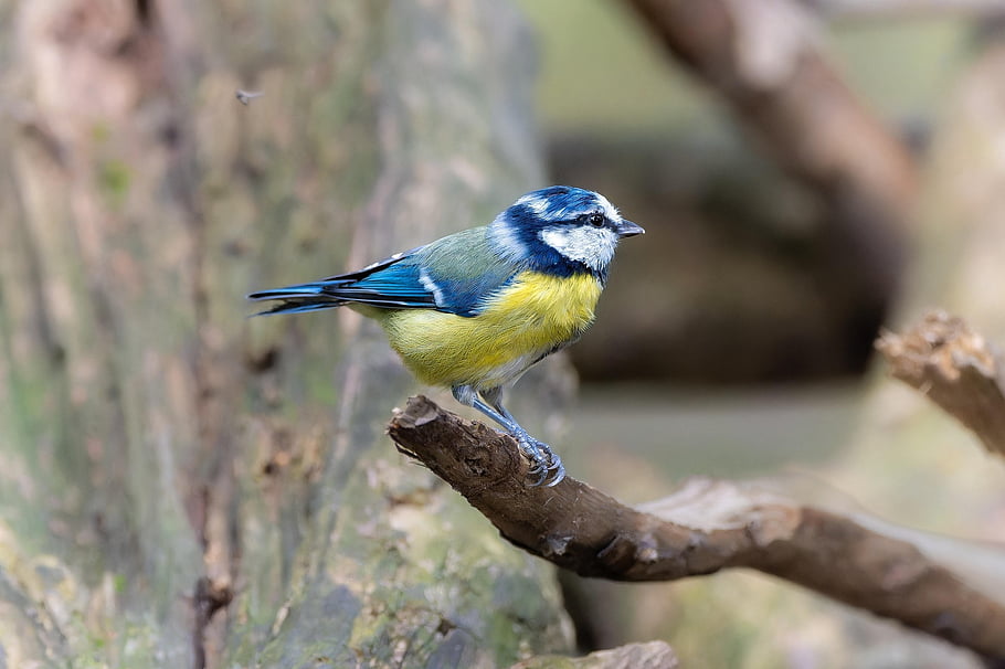 bird, wallpaper Hd, blue Tit, beak, nature Background, old Tree, windows Wallpaper, cool Backgrounds, branch, beautiful Wallpaper, plumage