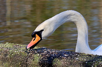 mute Swan, white Swan, water Bird, bird, gooseneck, beak, nature, animal