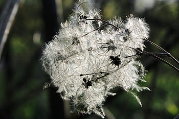 real Clematis, clemantis Vitalba, seeds, plant, macro, soft