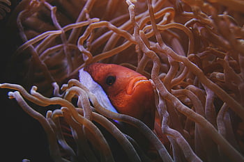 clownfish, živé mořské sasanky, podvodní korálový útes, nápadný klaun, sasanky, korálový útes, podvodní scéna, mořský život, oceánská divoká zvěř, klaun ryby, sasanky ryby