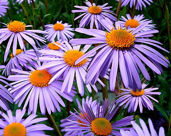 purple petal flower, vivid purple Aster Tongolensis, orange centers, full bloom, close-up view, purple flowers, Aster Tongolensis flowers, purple Aster, orange flower centers, blooming flowers, purple petals