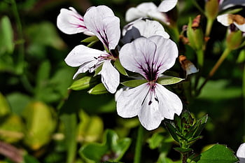 ゼラニウム、 花、 バルコニーの植物、 花びら